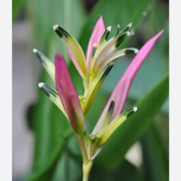 Heliconia psittacorum Pink Blush (single plant)