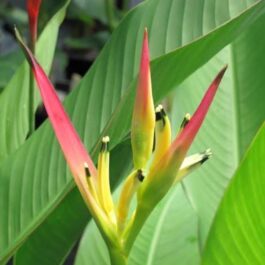 Heliconia psittacorum Pink Blush (single plant)