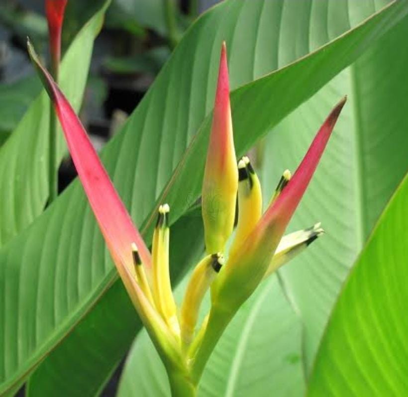 Heliconia psittacorum Pink Blush (single plant) - Image 2