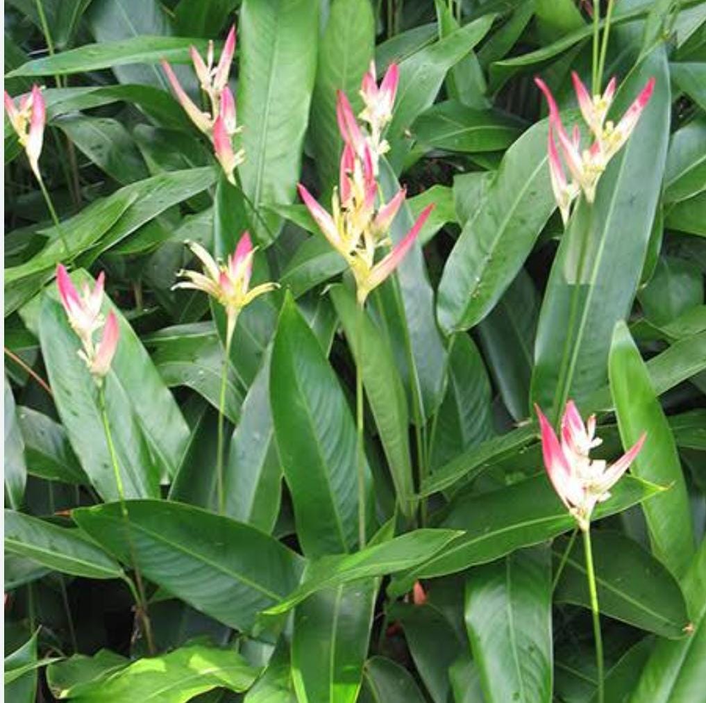 Heliconia psittacorum Pink Blush (single plant) - Image 4