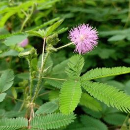 Mimosa/ touch me not plant (single plant)