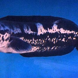 Channa diplogramma (Malabar snakehead, 4 pcs)