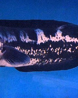 Channa diplogramma (Malabar snakehead, 4 pcs)