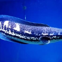 Channa diplogramma (Malabar snakehead, 4 pcs)