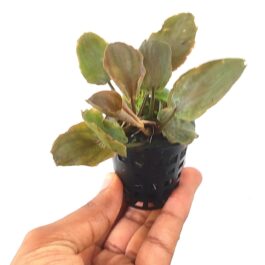 Laganandra meboldii round red (pot)