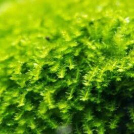 Callicostella Prabaktiana (large pouch)