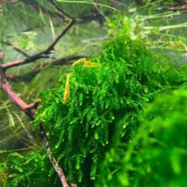 Callicostella Prabaktiana (large pouch)