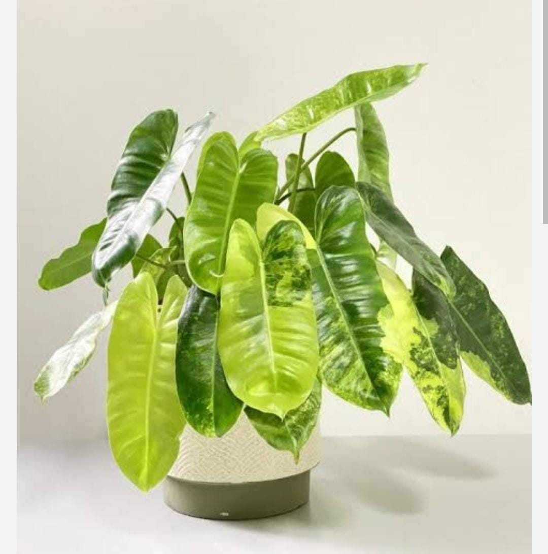 philodendron burle marx variegated (small sized plant) - Image 3