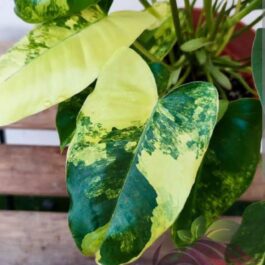 philodendron burle marx variegated (small sized plant)