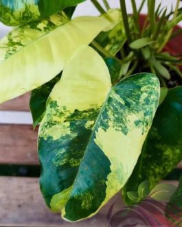 philodendron burle marx variegated (small sized plant)