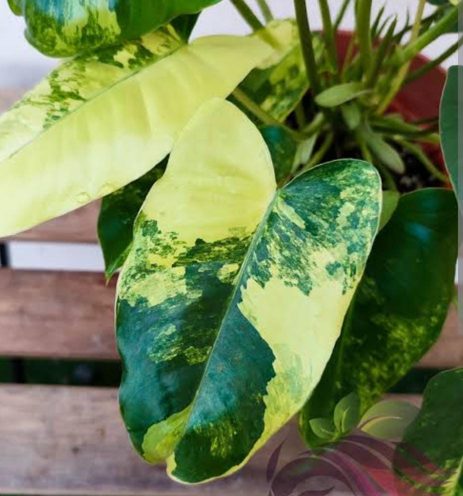 philodendron burle marx variegated (small sized plant) - Image 2