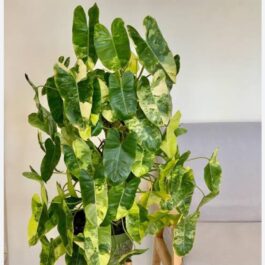 philodendron burle marx variegated (small sized plant)