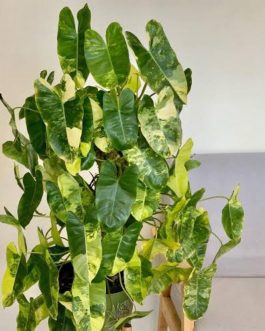 philodendron burle marx variegated (small sized plant)