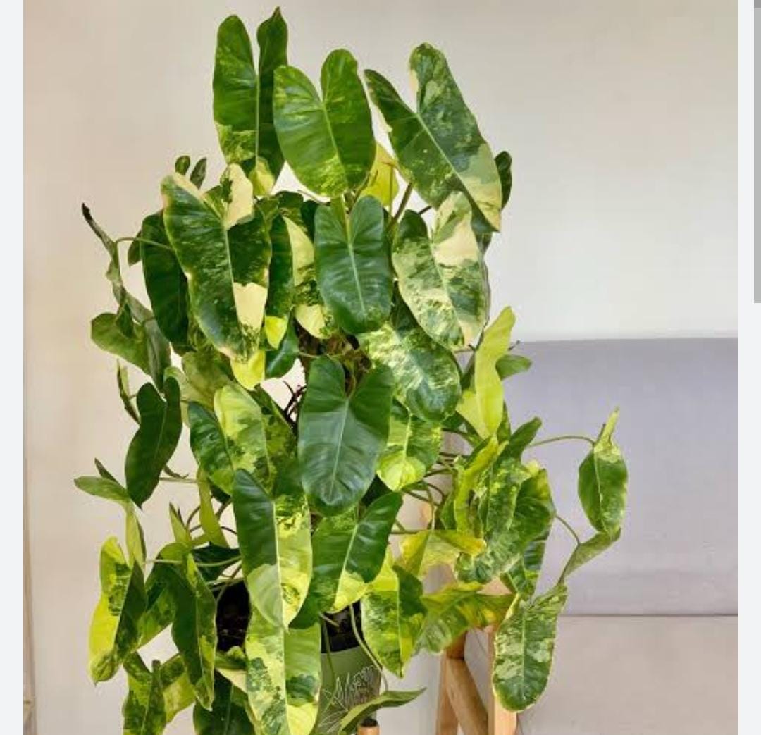philodendron burle marx variegated (small sized plant)