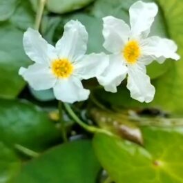 White snow flakes ( 25 plants)