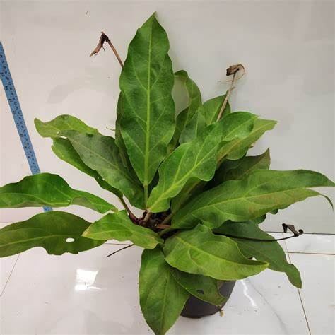 Anthurium Hookeri - Image 2