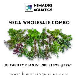 Mega aquatic plants wholesale combo (200 stems)