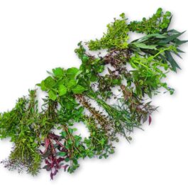 Mega aquatic plants wholesale combo (200 stems)