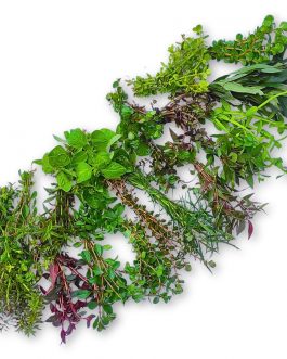 Mega aquatic plants wholesale combo (200 stems)