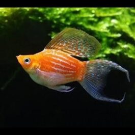 Golden moon tail balloon molly ( pair)