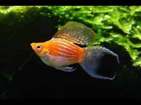 Golden moon tail balloon molly ( pair)