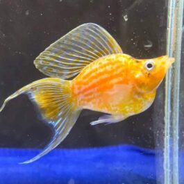 Golden moon tail balloon molly ( pair)