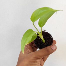 Monstera Delicosa Minima (small single plant pot)