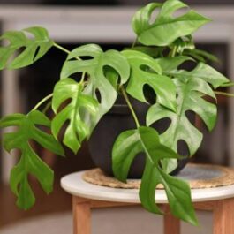Monstera Delicosa Minima (small single plant pot)