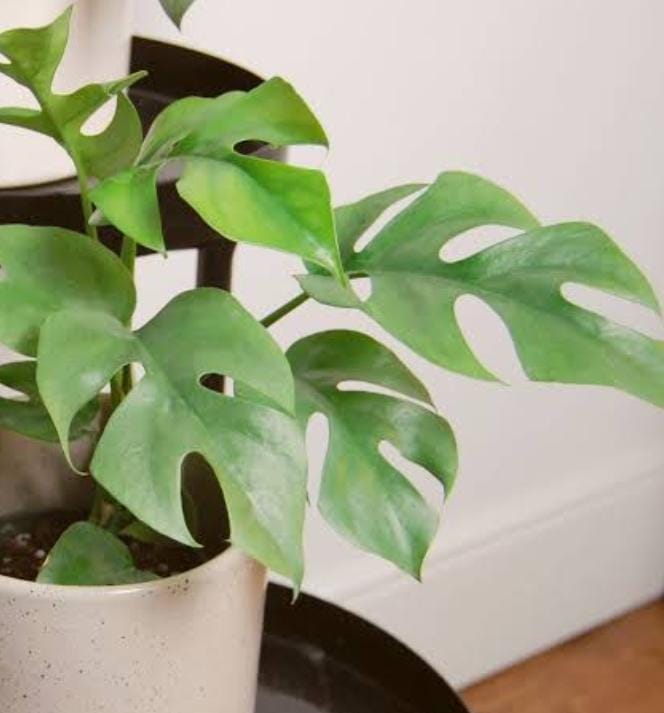 Monstera Delicosa Minima (small single plant pot) - Image 4