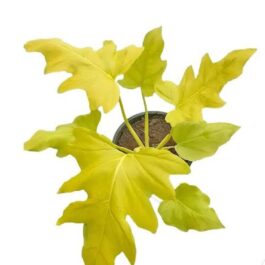Philodendron Bipinnatifidum Selloum Gold (single plant pot)
