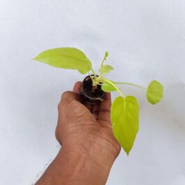 Philodendron Bipinnatifidum Selloum Gold (single plant pot)