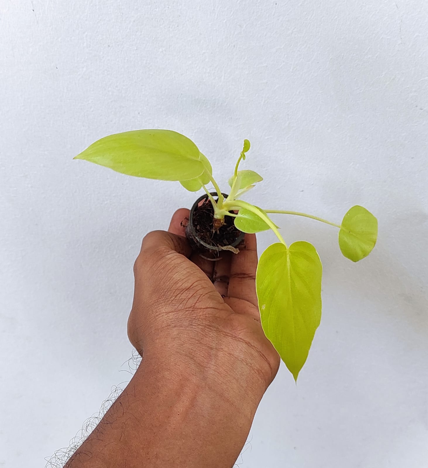 Philodendron Bipinnatifidum Selloum Gold (single plant pot) - Image 2