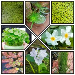 Pond plant combo 2 ( 8 plants)