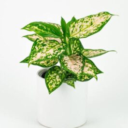 Aglaonema Eileen (single plant pot)