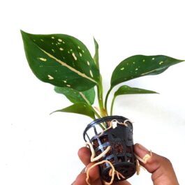 Aglaonema Eileen (single plant pot)