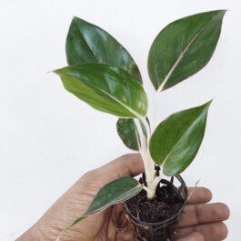 Aglaonema Sapphire Suzanne (single plant pot)