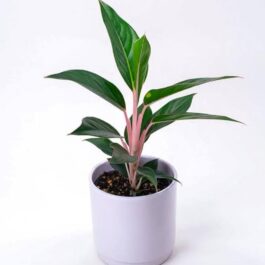 Aglaonema Sapphire Suzanne (single plant pot)