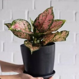 Aglaonema Anjamani (single plant pot)