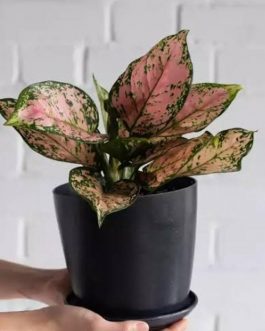 Aglaonema Anjamani (single plant pot)