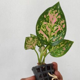 Aglaonema Anjamani (single plant pot)