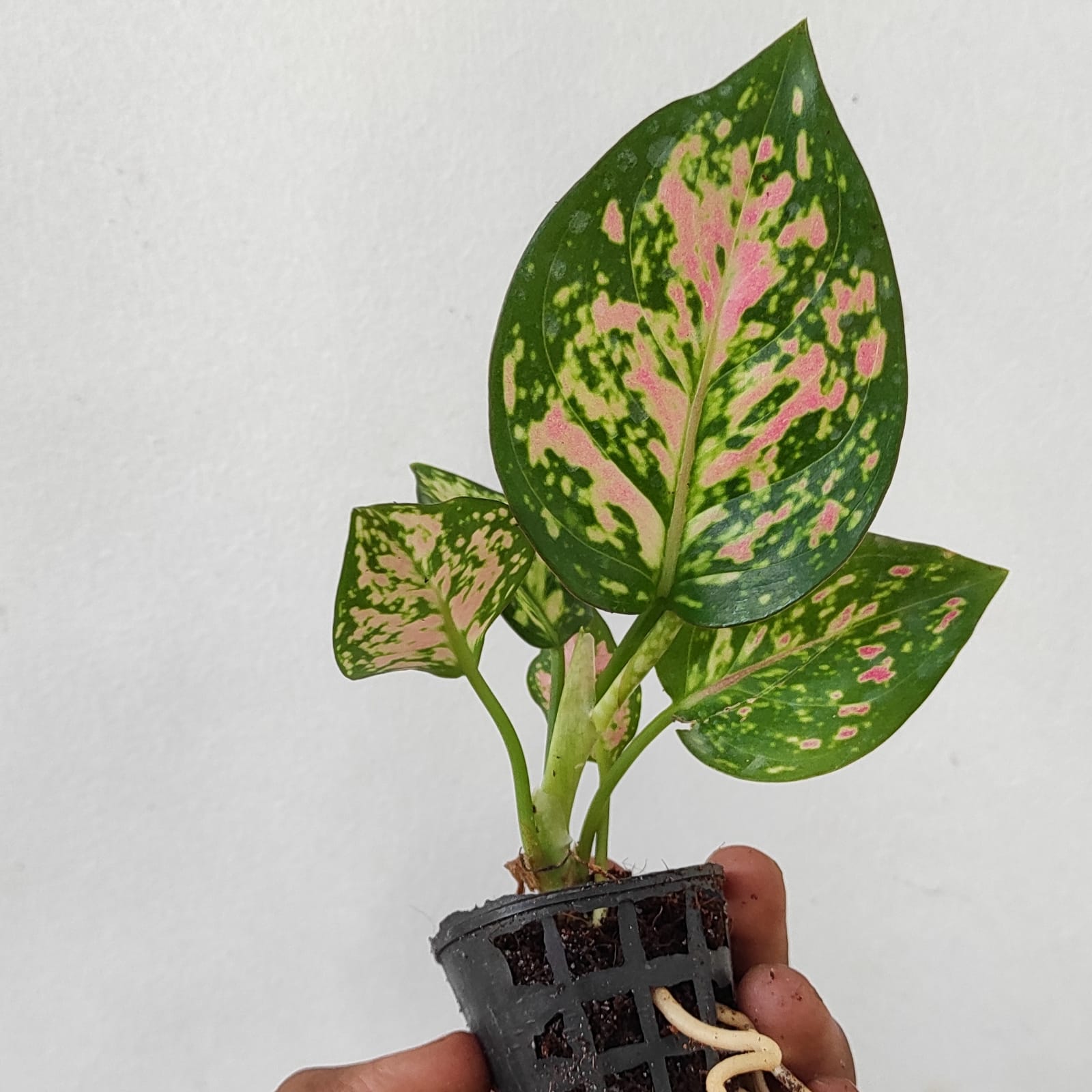 Aglaonema Anjamani (single plant pot)