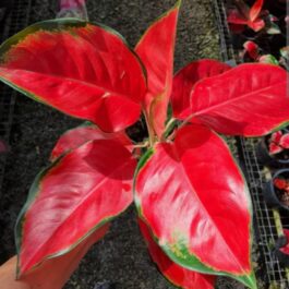 Aglaonema China Red (single plant pot)