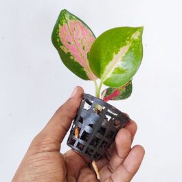 Aglaonema China Red (single plant pot)