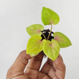 Caladium yellow blossom (single plant pot)