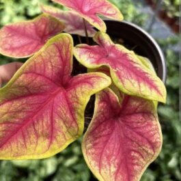 Caladium yellow blossom (single plant pot)