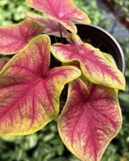 Caladium yellow blossom (single plant pot)