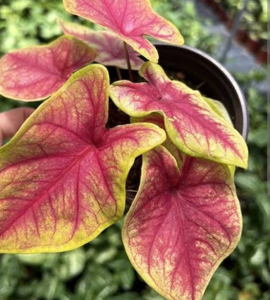 Caladium yellow blossom (single plant pot)