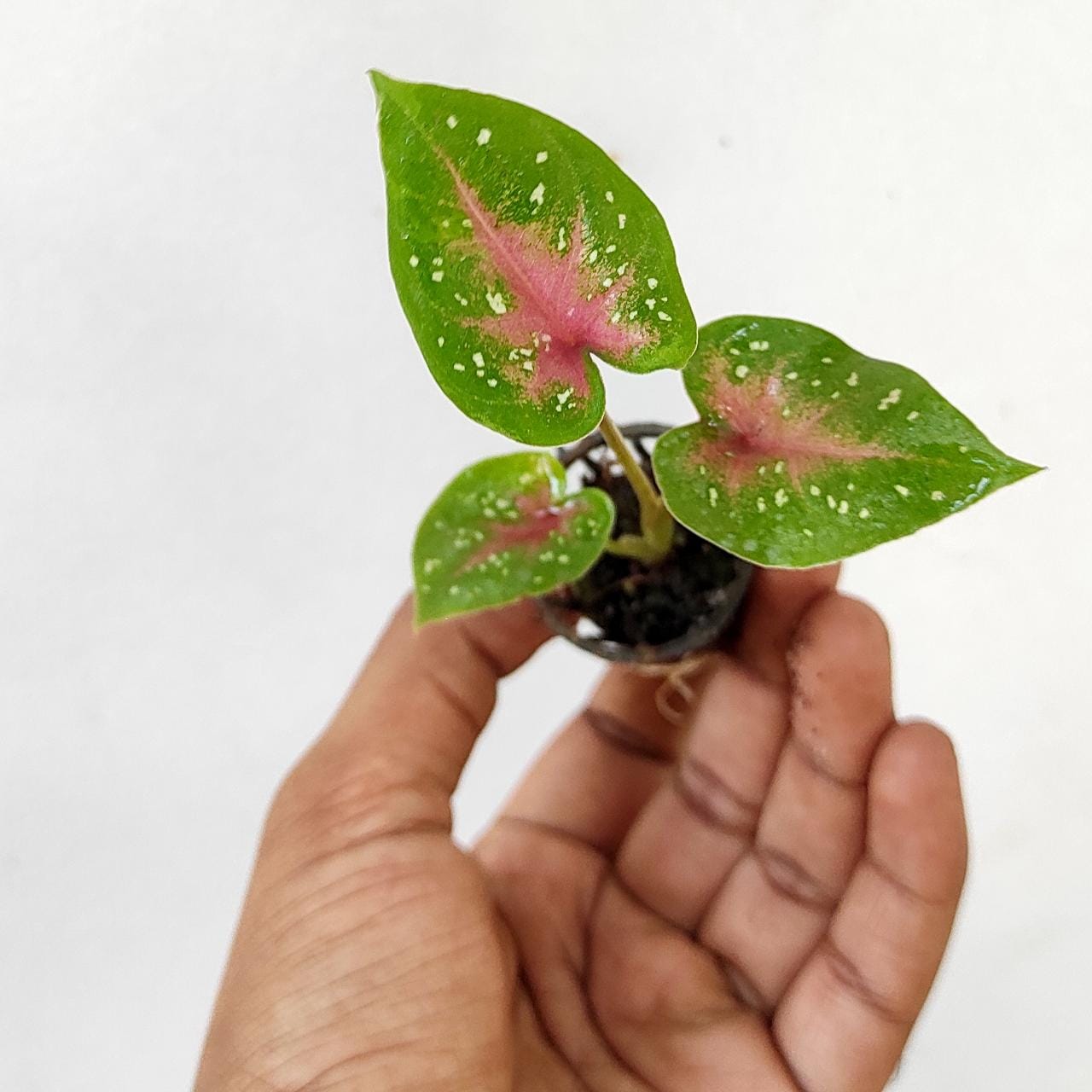 Caladium Red Flash Shining beauty (single plant pot) - Image 2