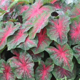 Caladium Red Flash Shining beauty (single plant pot)