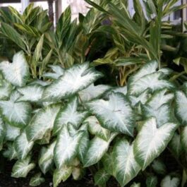Caladium Stardust (single plant pot)